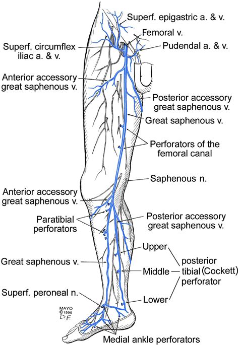 venous diagram 
